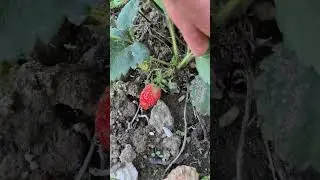 Strawberry in October. Do you like strawberry? #flowerszone #garden #strawberry #luleshtrydhe #short