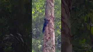 Pallas's squirrel (Callosciurus erythraeus), also known as the red-bellied tree squirrel.....