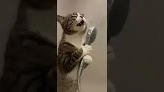 Этот кот думает, что ванная комната &mdash; это концертный зал 🎤🐱