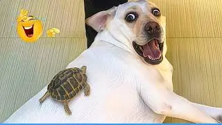 You Will Die Laughing At These FUNNY ANIMALS 🤣 Best Funny Animals Video Ever