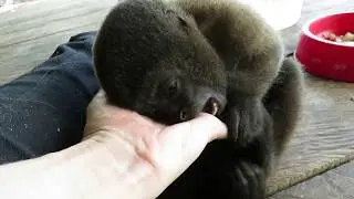 Rescued baby Woolly Monkey is ticklish