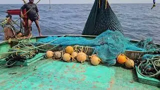 “Mackerel scad fishes caught by INDIAN trawler fishing” 