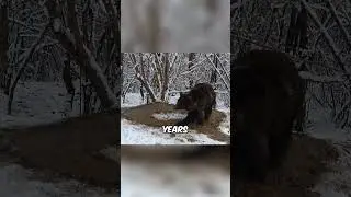 Free but Broken #bear #animals