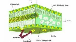 Lab 12 Gas Exchange in Plants