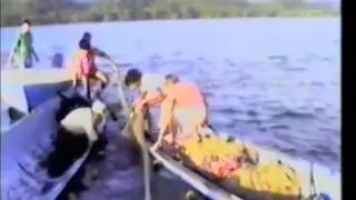 Marine mammals in captivity