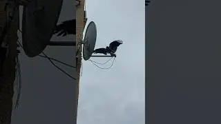 Funny crow-Ворона электрик #birdlover #crowlover #crowlife #crows #ворона #смешнаяворона