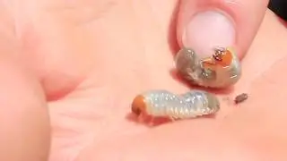 Identifying and Treating Lawn Pests