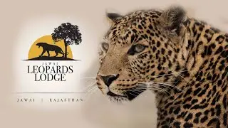 Jawai Leopard Safari Lodge and Leopard Safari - | 2021