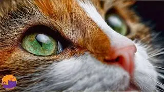 Cat Enrichment Music - Specialized Frequencies for a Happy Cat 🌈