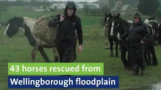 43 horses rescued from Wellingborough floodplain