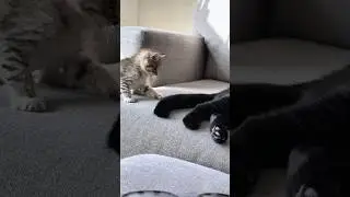 Kids frolicking with mama cat #cats #pets #cat #reels #cute #mother #love #catvideos