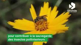 Entretien durable des bords de route : des prairies pour pollinisateurs sauvages