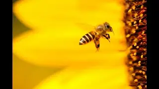 Las abejas, indispensables para la conservaci&oacute;n de ecosistemas