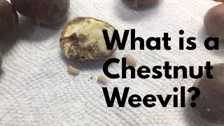 What are Chestnut Weevils and how to get rid of them