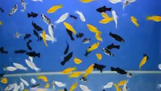 Molinezja ostrousta (Poecilia sphenops). Sprzedaż ryb ozdobnych. Ornamental fish Colors Farm Israel.