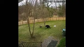 Dutch Shepherd - Belgian Malinois vs Black Bear garbage thief