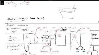 Introduction to Electron Transport Chain (ETC) and Chemiosmotic Hypothesis