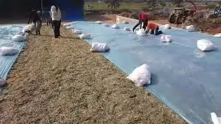 Closing the silage bunker in the factory.