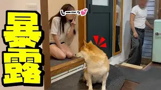 隠れて驚かそうとする娘をバラそうとする柴犬がおもしろ可愛い