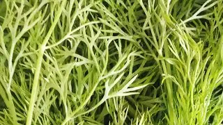 green vegetables 🥦🥕🌽#dill leafy vegetable
