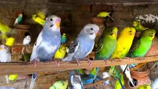 Beautiful Budgies birds sounds | Budgies singing sounds