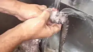 C&Oacute;MO LIMPIAR UN PULPO SIN TIERRA - GUILLE RODRIGUEZ