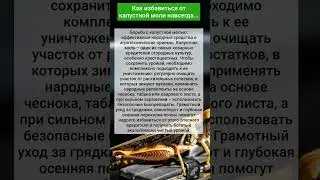 Как избавиться от капустной моли навсегда...