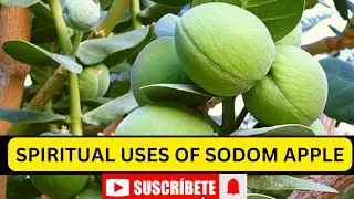 Sodom Apple / wagashi leaf spiritual benefits. Spiritual protection leaves