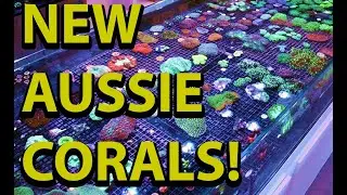 New Australian Wild Corals \\ Hammers, Frogspawn, Torch & More