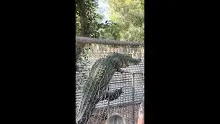 Massive croc makes daring escape