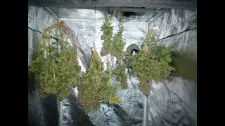 Week Twenty Space Bucket Hood Projects CFL Cannabis Grow Cutting Down for Drying