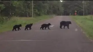 Wisconsin Bear Watch!