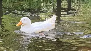 Majestic Waterfowl Sanctuary Walk 🦆