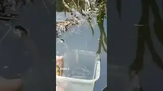 Smooth newt release 😍