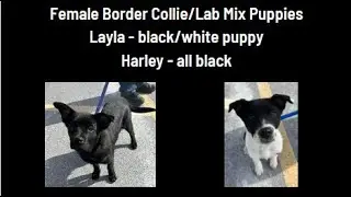 Border Collie/Lab Mix Puppies