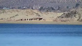 15 or 16 Wild horses roaming the beach with some people roaming as well.