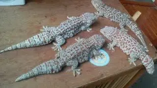 leopard geckos toki Pakistan buy sell reptiles/ stop selling illegal