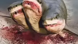 Le requin &agrave; trois t&ecirc;tes