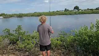 Gator trout
