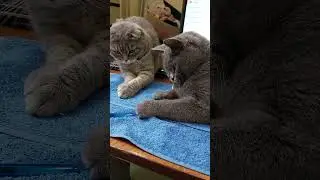 КТО ТАКИЕ УМНЫЕ КОТЫ😸WHO ARE SMART CATS