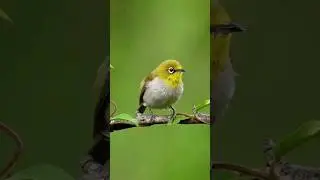 Nikon z7 with 70-200 lens photography #viralshort #shorts #nikon #trendingshorts #youtubeshorts