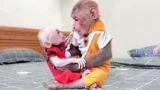 Happy New Tear 2026 - New Updated of Mala coco Monkey.