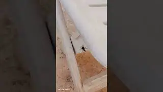#spider on the chair