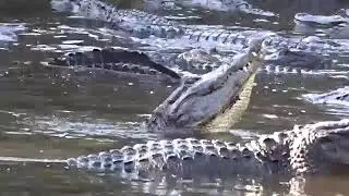 #forest vlogs india#वाल्मीकिनगर मे मगरमछो का कपिला #alligator mating call#
