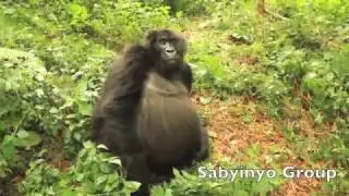 Volcanos National Park - the Sabyinyo Group of Mountain Gorillas