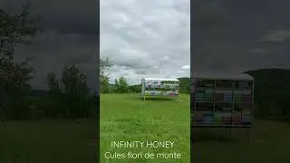INFINITY HONEY - cules flori de munte