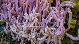 Clavaria zollingeri