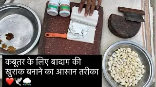Kabutar ko der tak udane ki khurak 🕊️🫡❤️🙌🏻😱.     #azharmalikpigeons 
