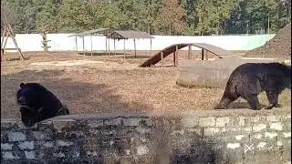 Bear day out #youtubeshorts #bears #zoo