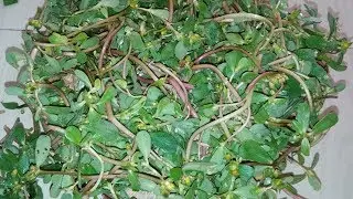Loni ki tasty sabji || Kulfa ki sabji. Purslane leaves.